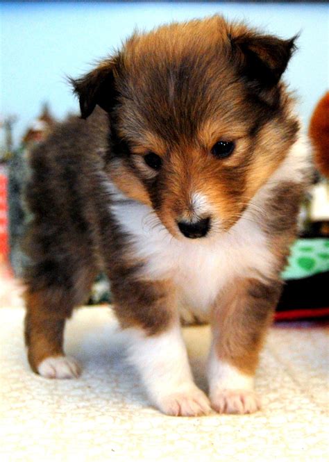 These playful, sensitive companions resemble miniature Collies, love to work, and live well in apartments, suburban or rural areas. . Shetland sheepdog puppies